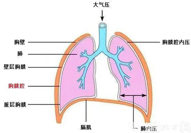 气胸很“凶”，青少年需警惕