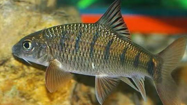 小心！石斑鱼的这个部位易引起中毒