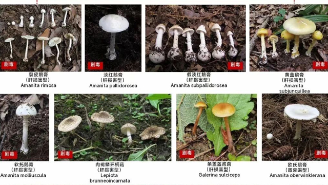 小心！食用野山菌有风险